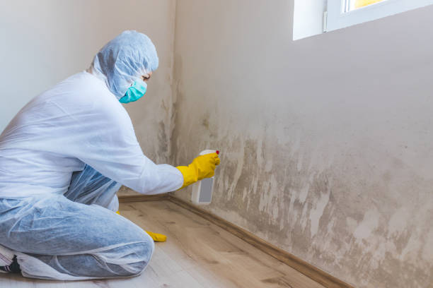 Licensed Basement Mold Removal service in Stafford, OR - WQB Mold Removal