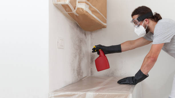Professional Basement Mold Removal technician working in Stafford, OR